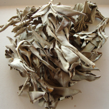 sauge blanche