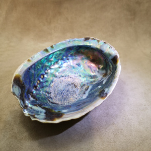 Coquille abalone - support - sauge