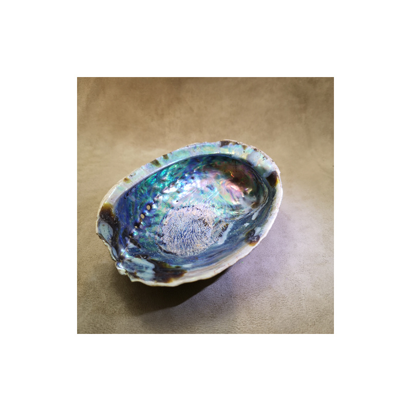 Coquille abalone - support - sauge